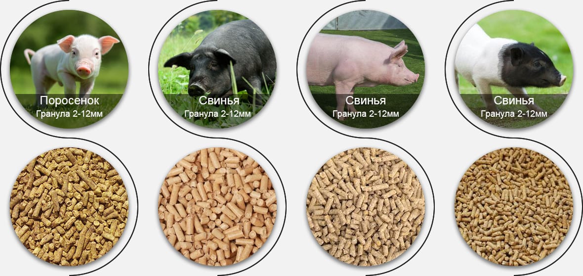 Какой корм для свиней вы хотите производить?