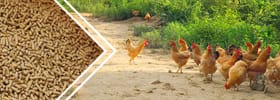 линия производства корма для курицы