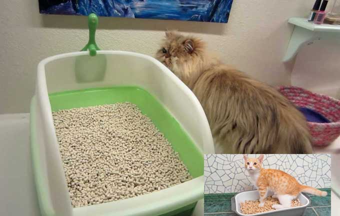наполнения для кошачьих туалетов