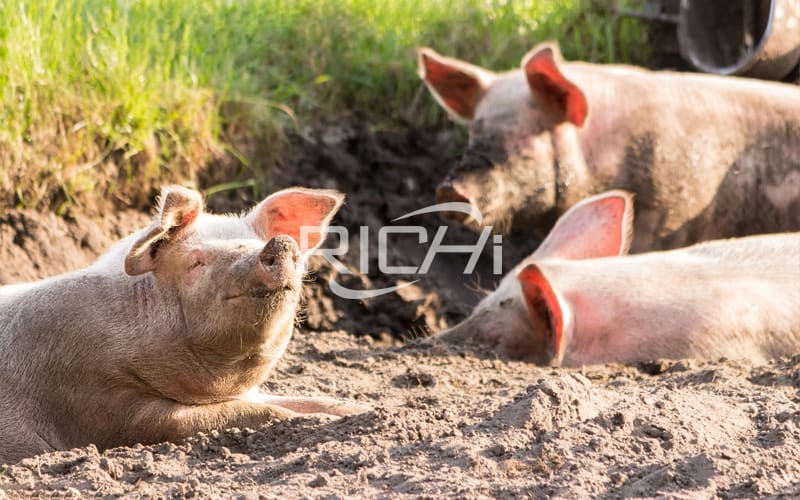 Гранулятор для кормов для свиней