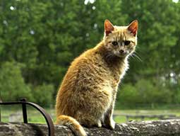 Кот