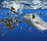 Производство корма для рыб