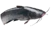 Сом