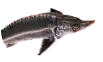 Осётр