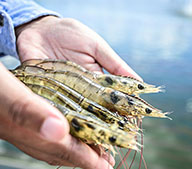 Производство кормов для креветок