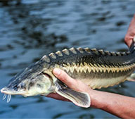 Производство корма для Осетровых