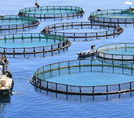 Производство корма для рыб