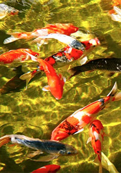 Декоративная рыба