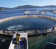 Производство корма для рыб