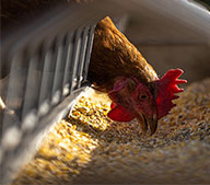 гранулятор корма для кур