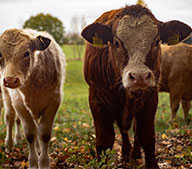 Гранулятор Кормов Для Жвачных Животных