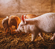 гранулятор корма для свиней