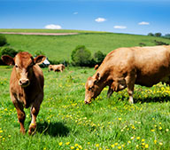 Производство корма для скота