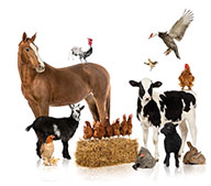 Грануляторы Отрубей