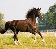 Производство корма для лошадей