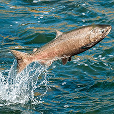 Линия По Производству Плавающих Кормов Для Рыб