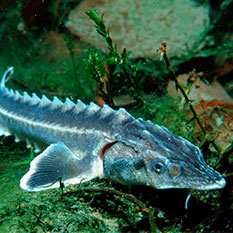 Линия По Производству Тонущих Кормов Для Рыб