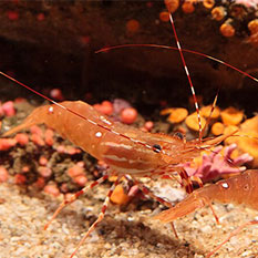 Линия По Производству Кормов Для Креветок