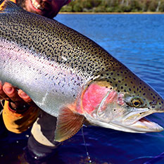 Линия По Производству Кормов Для Рыб