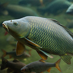 Линия По Производству Кормов Для Аквакультуры