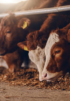 Животноводческая Ферма