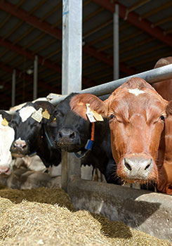 Молочная Ферма