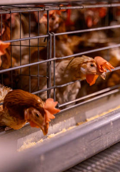 Птицеферма