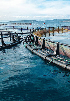 Аквакультурная Ферма