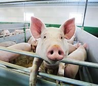 Применение кормовых гранул