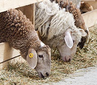 Применение кормовых гранул