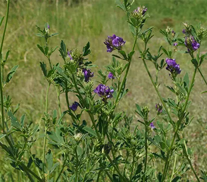 Как Загранулировать Свежую Люцерну