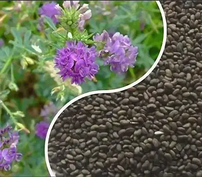 Как Сделать Гранулы Из Люцерну И Зерно