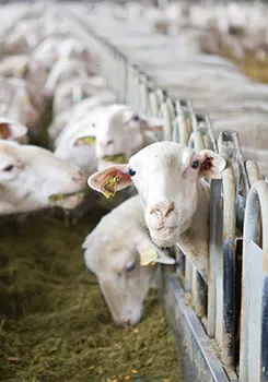 Промышленный овцеводческий комплекс