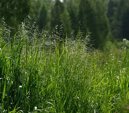 Как Сделать Гранулы Из Травы