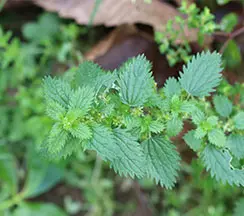 Линия По Производству Гранул Из Крапивы