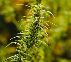  Линия По Производству Гранул Из Конопли