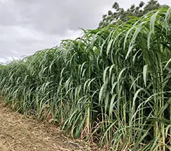 Линия По Производству Гранул Из Слоновьей Травы