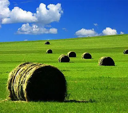 Как Сделать Сухую Люцерну В Гранулах