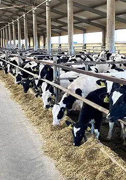 Животноводческое хозяйство