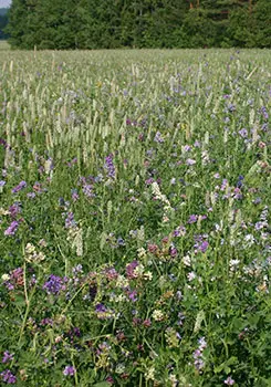 Крупная база по выращиванию люцерны