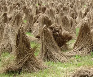 Гранулирование льняной соломы в Казахстане