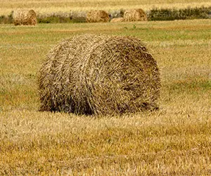 Гранулирование соломы в Казахстане
