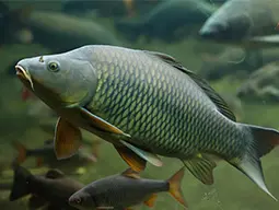 Карп