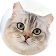 кошачий наполнитель