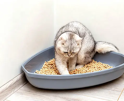 Гранулятор Для Кошачьего Наполнителя Из Бумаги