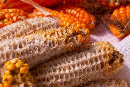 Кукурузные початки