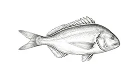 Лещ