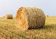 солома