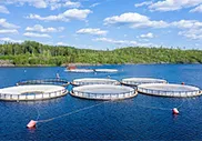 Морские хозяйства с садковым выращиванием рыбы