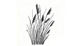  qamış